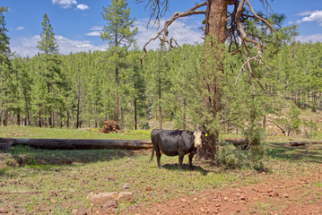 A lone cow grazing in the Coconino National Forest in northern Arizona near Schnebly Hill Road.