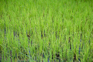 green rice field grow in paddy farm in summer season