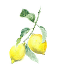 Lemon tree lemons on the branch with leaves watercolor painting illustration  isolated on white background - 272141197