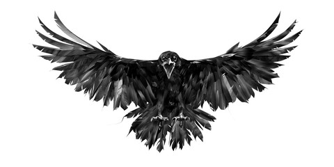 painted portrait of a raven on a white background in front with a wingspan - 272141333