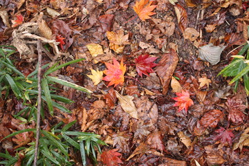 autumn leaves on the ground