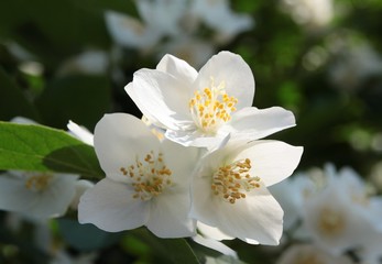 Obraz na płótnie Canvas jasmine bush with white fragrant flowers