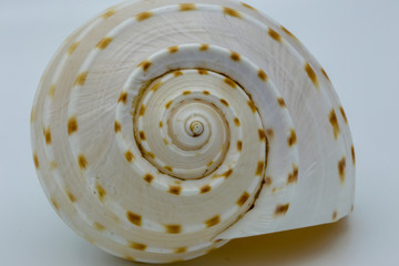 organic texture, sea shell closeup