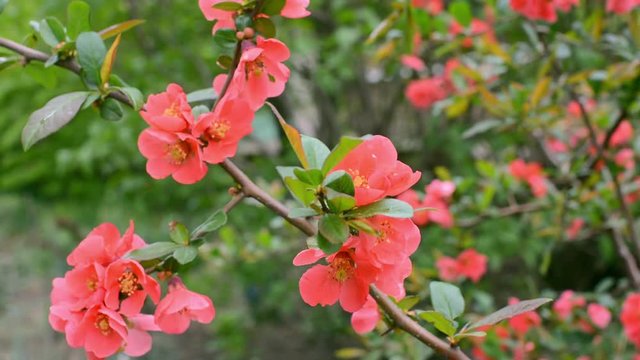 Blooming red flowers of quince.