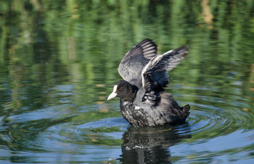 Laguna de Padul (Granada) España