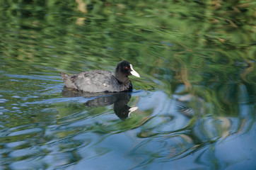 Laguna de Padul (Granada) España