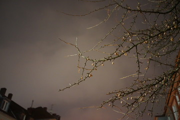 ramas en la noche
