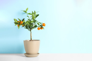 Citrus tree in pot on table against color background. Space for text