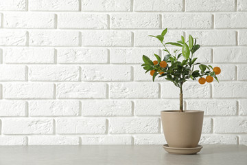 Potted citrus tree on table against brick wall. Space for text