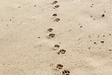footprints in sand