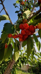 Ripe tasty red cherries