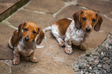 dachshund puppy portrait stone background 