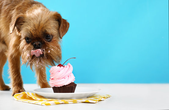 Dog Eating Cake Images – Browse 4,297 Stock Photos, Vectors, and ...