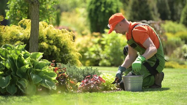 Caucasian Gardener During Spring Time Cleaning Job in a Garden.