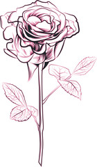rose illustration sketch isolated flower