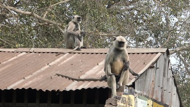 Four monkey Hanuman on the roof. Mother of monkey Hanuman  with her little baby and two adults on the roof of low private house in the Indian Holy city of Mayapur, state of Bengal