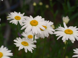 Daisy chamomile flowers field in garden, medow of daisies