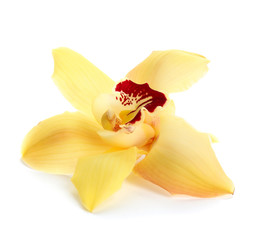Fototapeta na wymiar Beautiful tropical orchid flower on white background