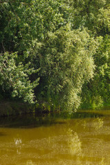 Fototapeta premium Landscape with trees over the river