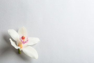 Beautiful tropical orchid flower on grey background, top view. Space for text