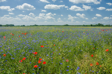 Fototapeta na wymiar Flowers of cornflower in the green rape field, horizon and sky