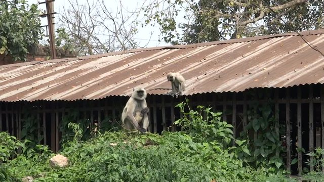 Monkey Hanuman eating large leaves of the bindweed which grows on the stones. Typical urban scene of the Holy Indian city Mayapur, state Bengal, monkeys come close to people and not fear them