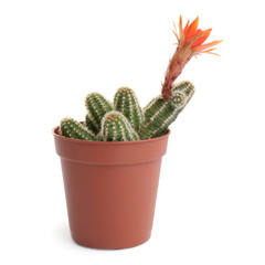 Cactus (Echinopsis chamaecereus) with beautiful red flower in pot on white background