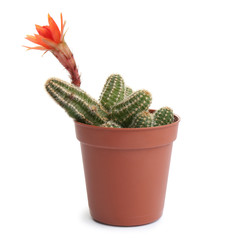 Cactus (Echinopsis chamaecereus) with beautiful red flower in pot on white background