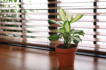 Green potted plant on window sill at home. Space for text