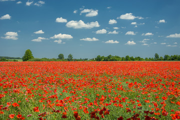 Fototapeta na wymiar Large red poppies field, horizon and sky