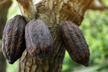 Closeup view of cocoa tree with pods