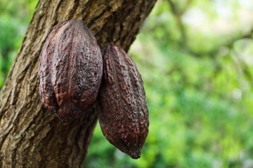 Closeup view of cocoa tree with pods