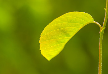 Amelanchier alnifolia - Leaf in the Sun