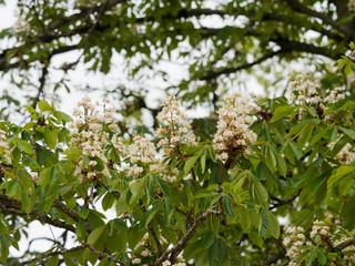 Weissen Blüten der Rosskastanie (Aesculus hippocastanum) oder Weiße Rosskastanie