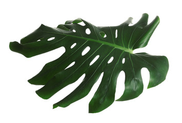 Green fresh monstera leaf isolated on white. Tropical plant © New Africa