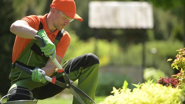 Professional Gardener Trimming Plants Using Large Scissors in a Backyard Garden.