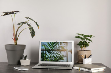Laptop on table and houseplants in office interior, space for text