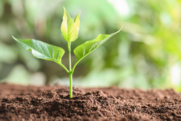 Young plant in fertile soil on blurred background, space for text. Gardening time