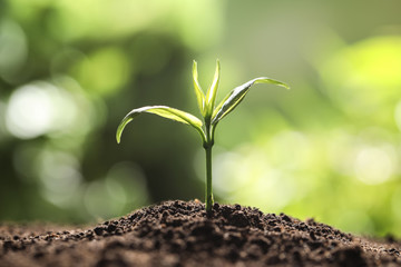 Young plant in fertile soil on blurred background, space for text. Gardening time