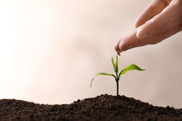 Woman pouring water on young seedling in soil against light background, closeup