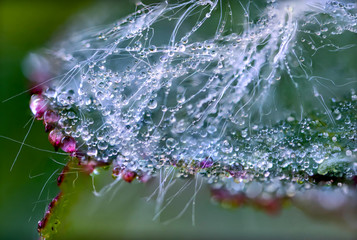 dew drops are red, white and transparent in the web