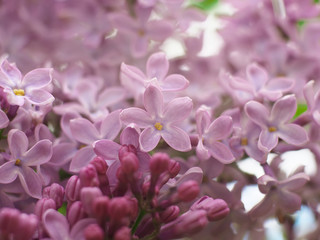 Fototapeta na wymiar Sweet violet Lilac flowers for background. Sweet Lilac. Lilac flowers. Green branch with spring lilac flowers