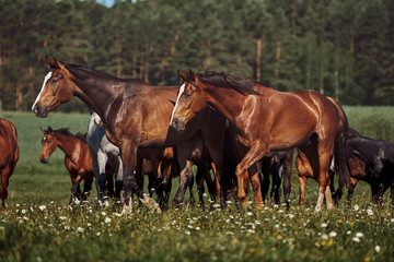 A herd of young horses on pasture