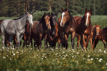 A herd of young horses on pasture - Powered by Adobe