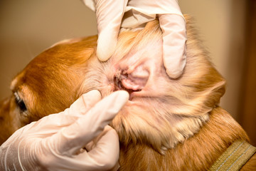 the doctor cleans the dog's ears