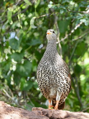 Swainson spurfowl bird in South Africa landscape in Mpumalanga region