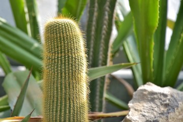 Decorative cactus with yellow sharp spines, selective focus and blurred cactuses on background. Prickly exotic desert plant. Tropical houseplants. close up of cactus