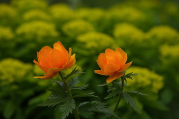 Fototapeta premium Russia. The Kuznetsk Alatau, the riverhead of the river Tom. Golden thoroughwax, Trollius asiaticus