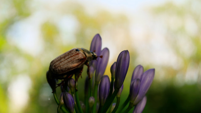 maybug on blossom