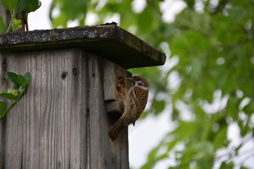 Birdhouse on tree, house sparrow while feeding the offspring